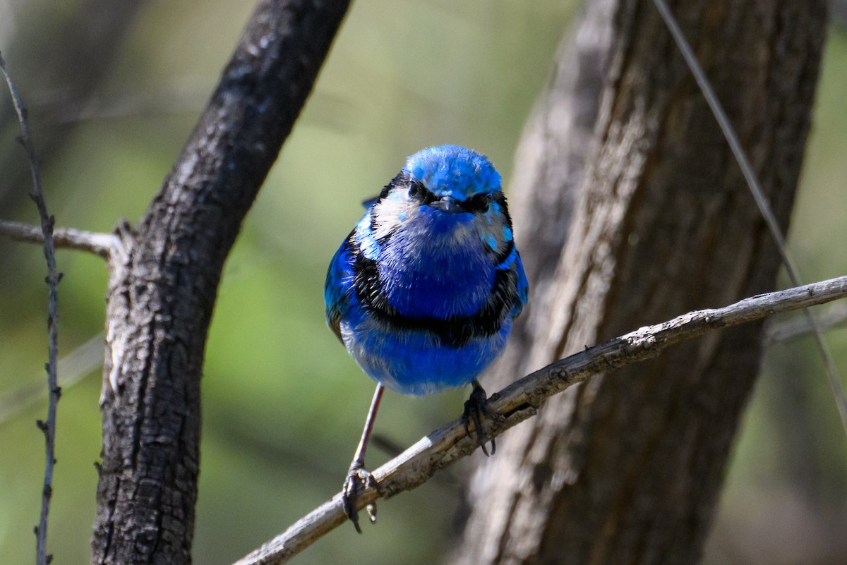 Splendid Fairywren - ML620255808