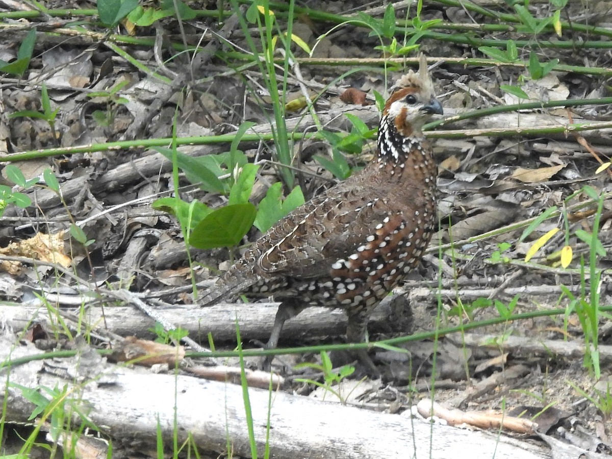 Crested Bobwhite - ML620255811