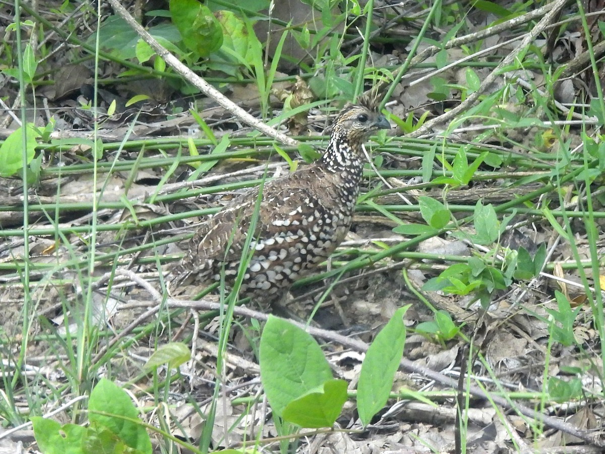 Crested Bobwhite - ML620255812