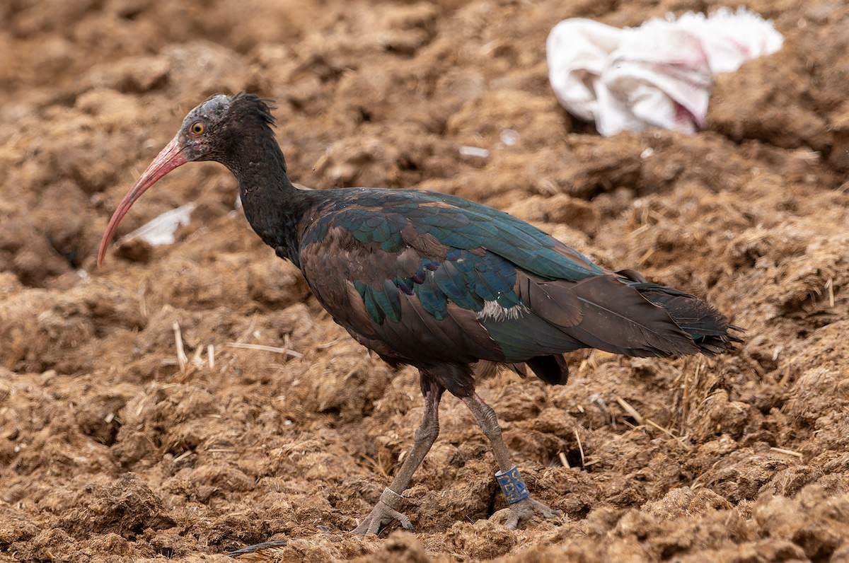 ibis skalní - ML620255816