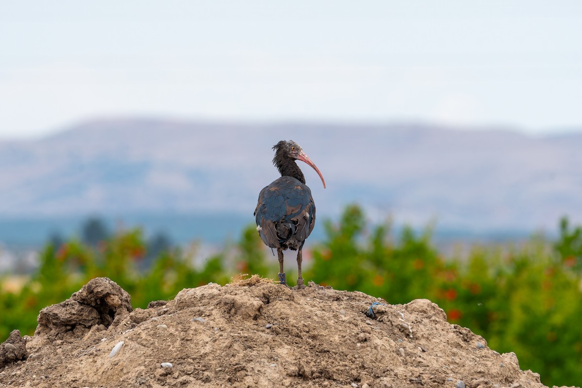 ibis skalní - ML620255817