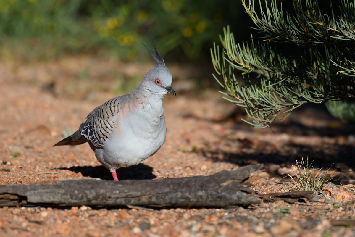 Crested Pigeon - ML620255822