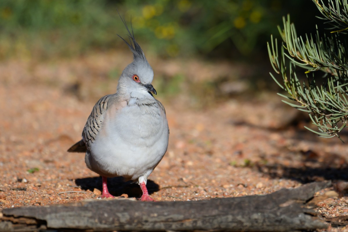 Crested Pigeon - ML620255823