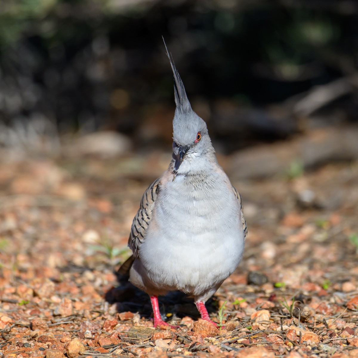 Crested Pigeon - ML620255824