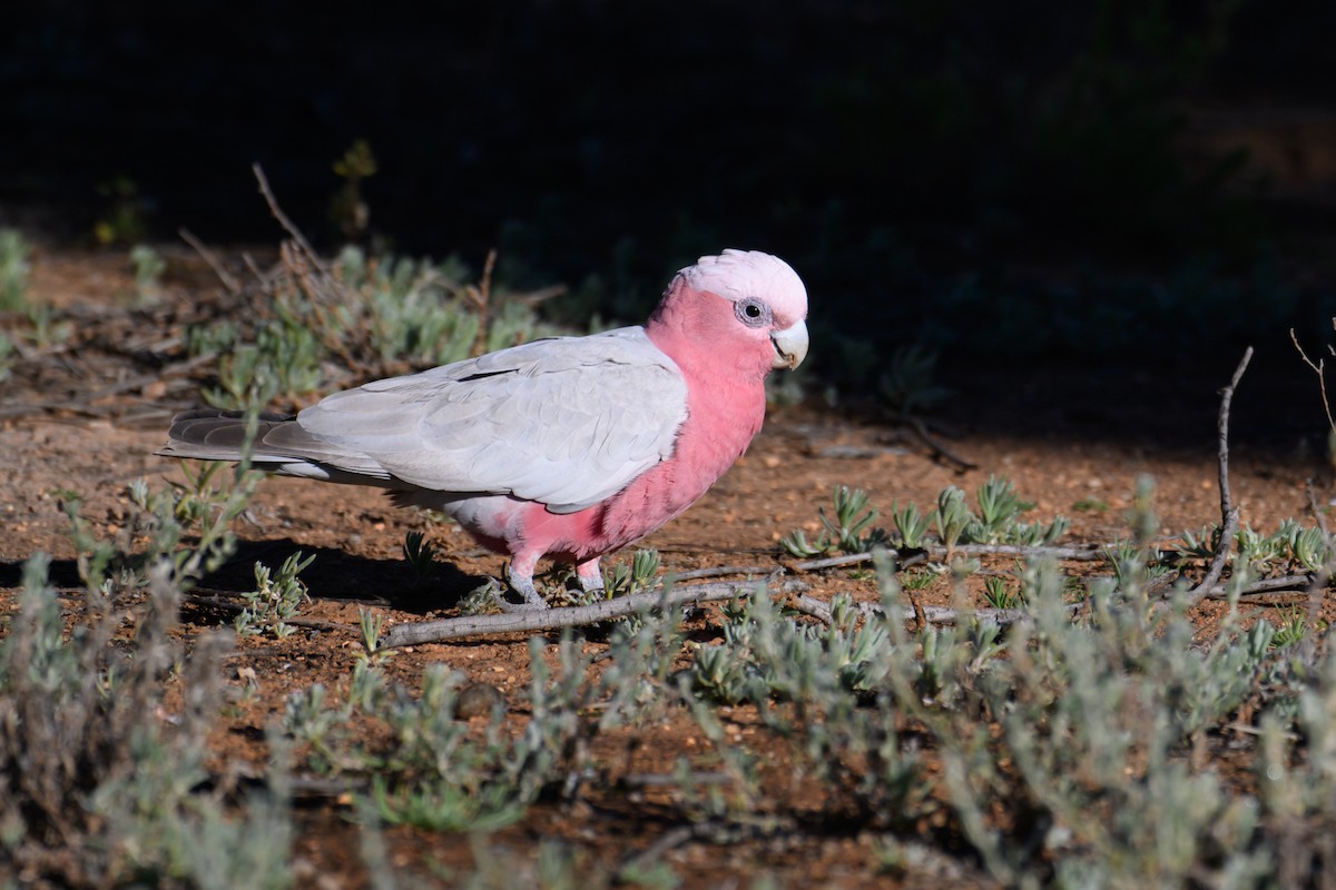 Cacatúa Galah - ML620255830