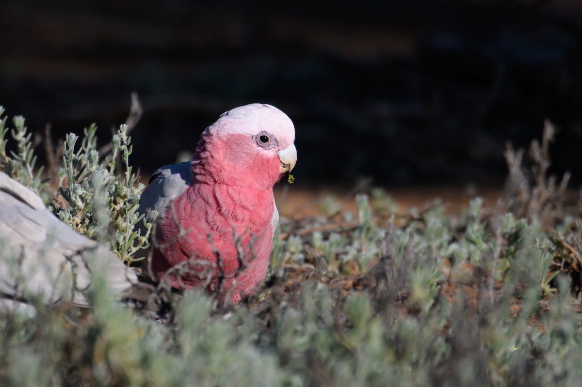 Cacatúa Galah - ML620255831