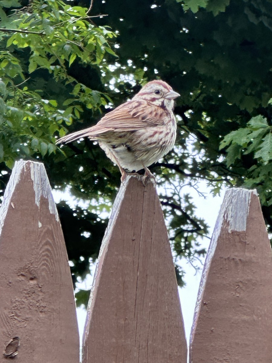 Song Sparrow - ML620255836