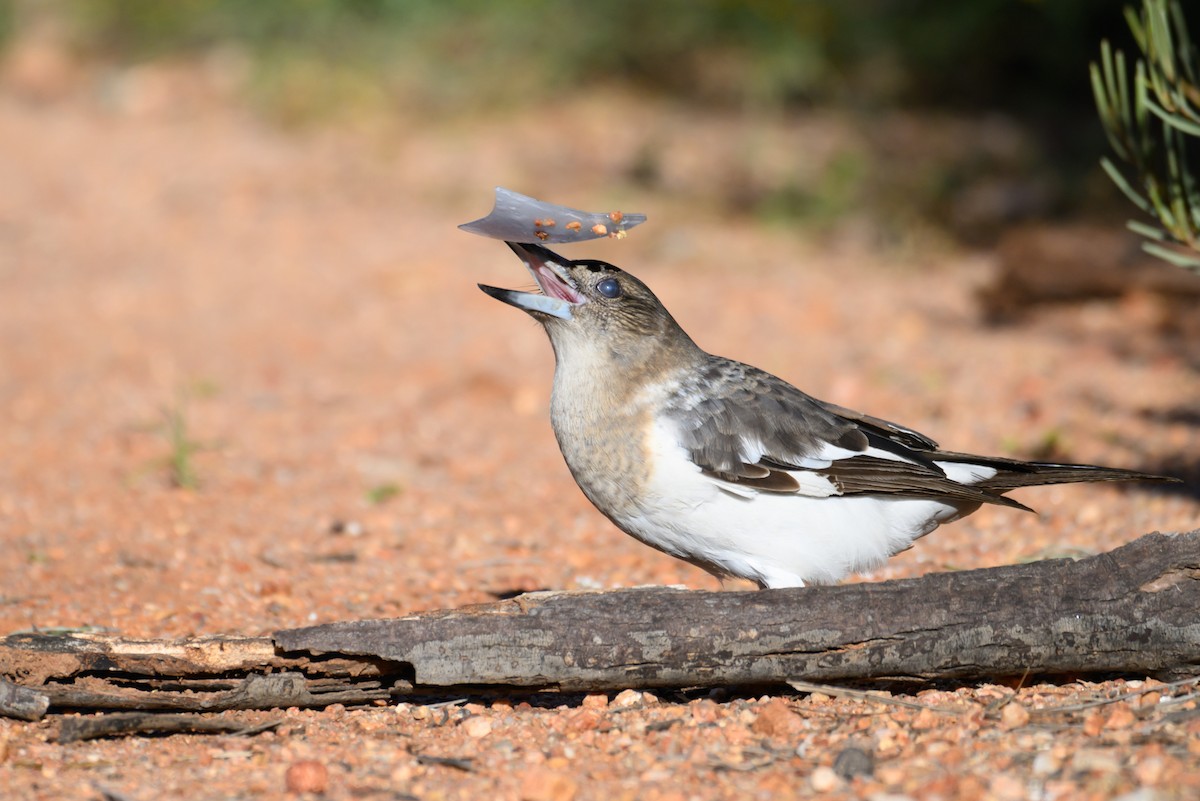 Pied Butcherbird - ML620255837