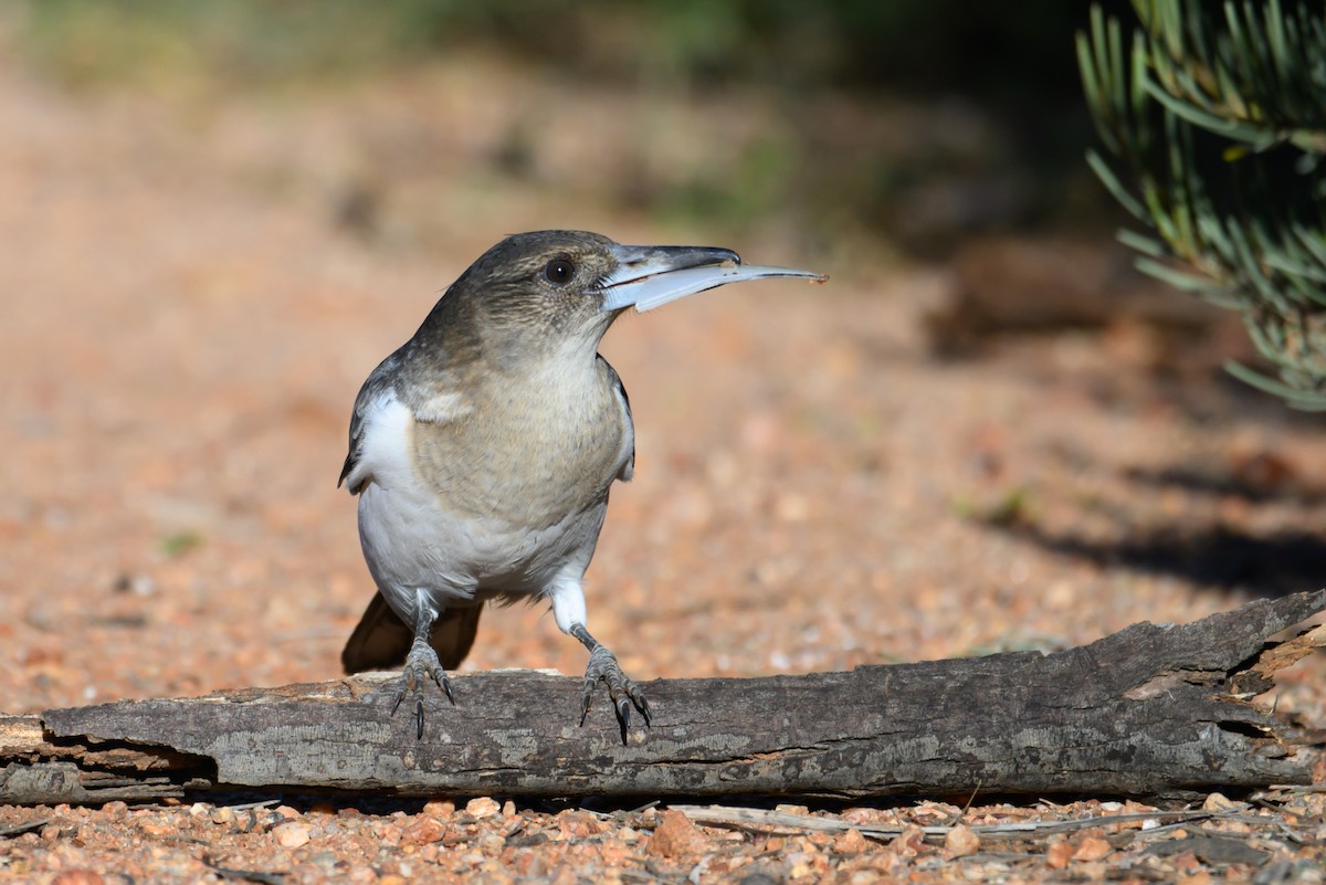 Pied Butcherbird - ML620255839