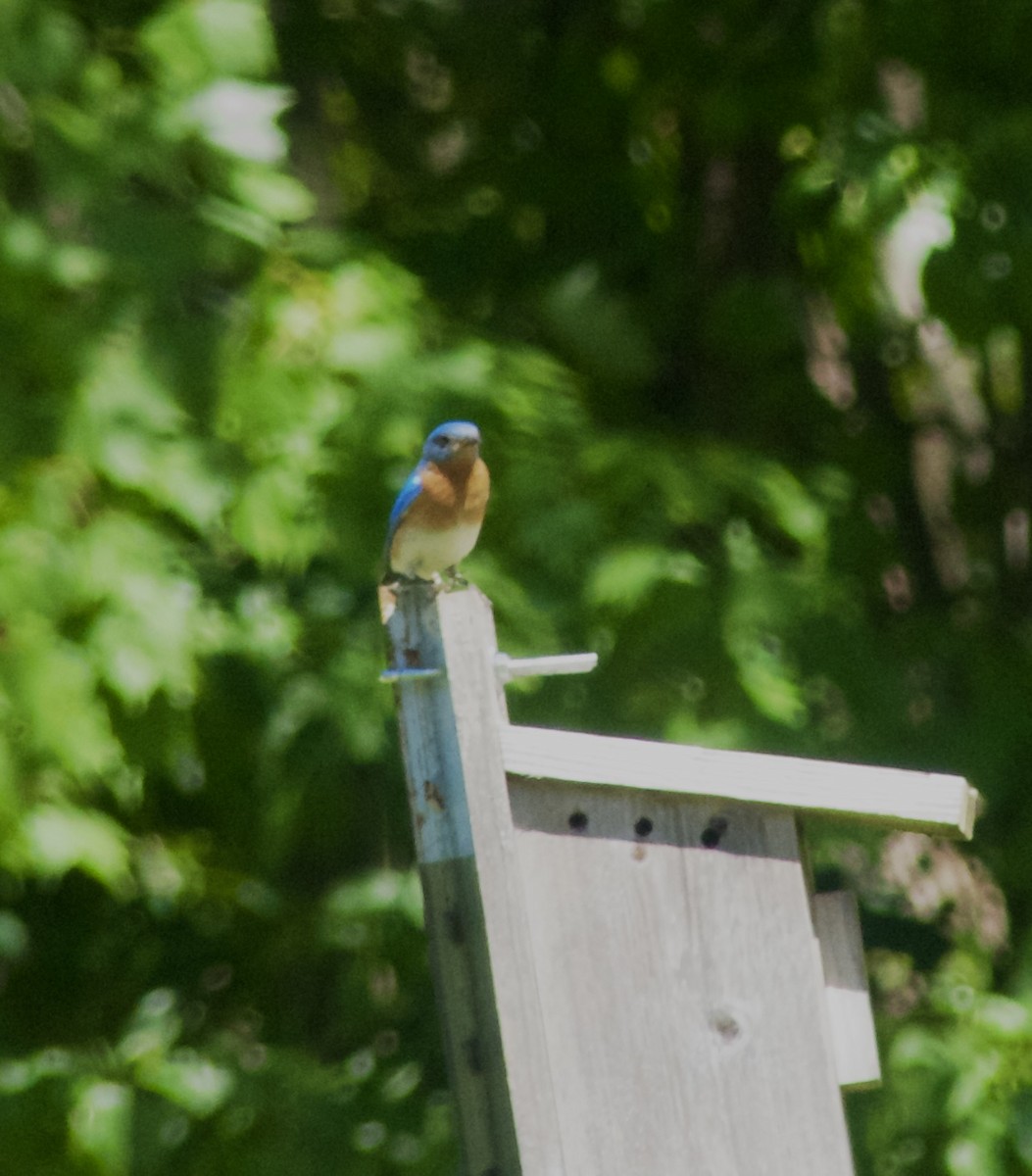 Eastern Bluebird - ML620255847