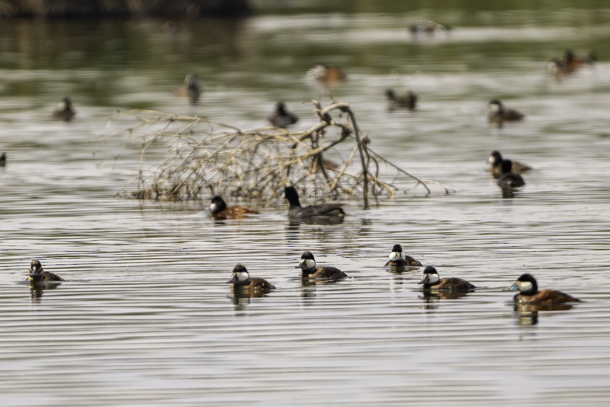 Ruddy Duck - ML620255848