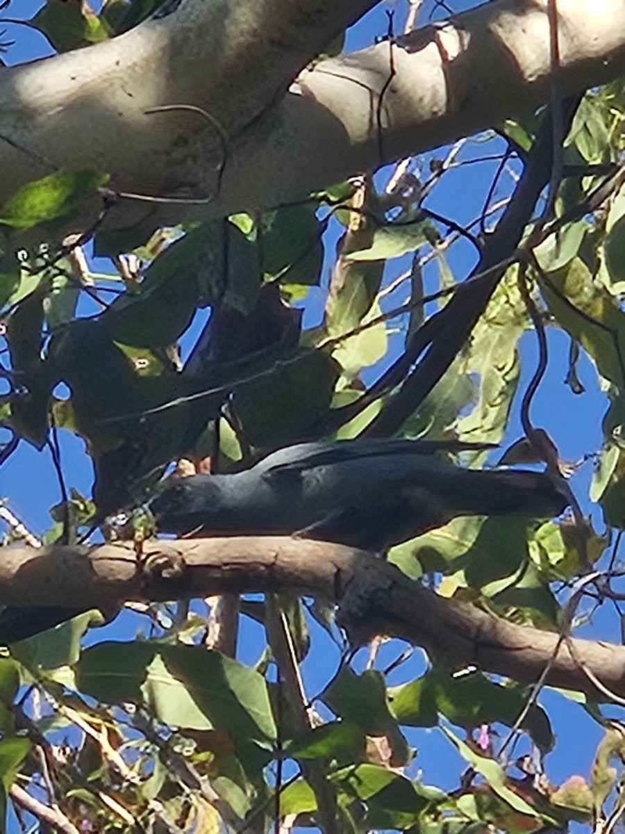 Sahul Cicadabird - ML620255849