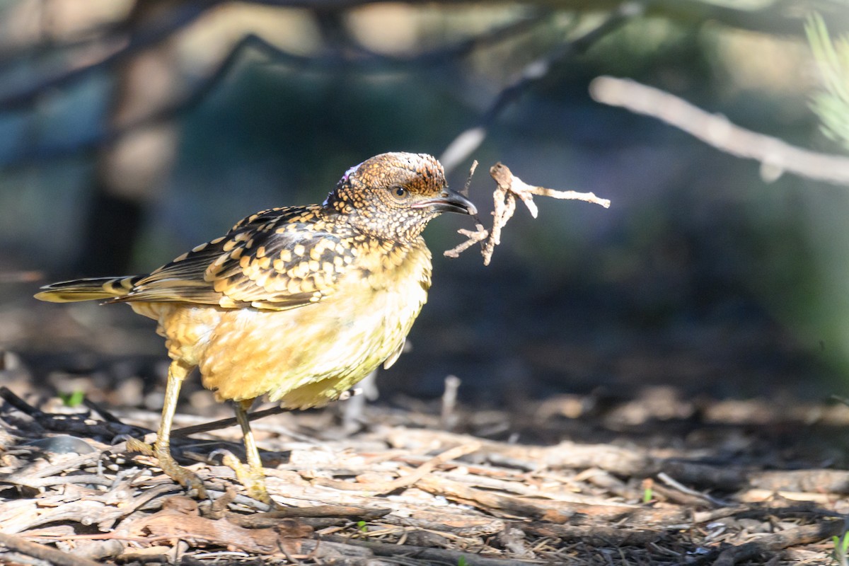 Western Bowerbird - ML620255853