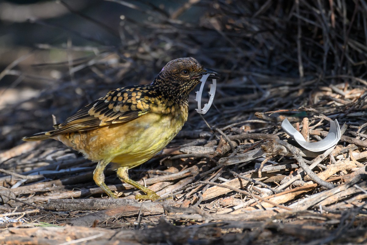 Western Bowerbird - ML620255854