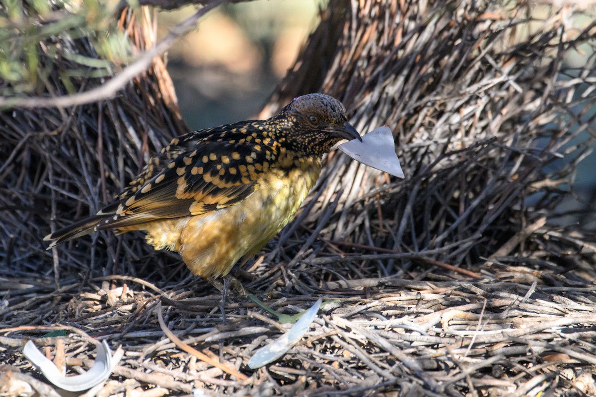 Western Bowerbird - ML620255858