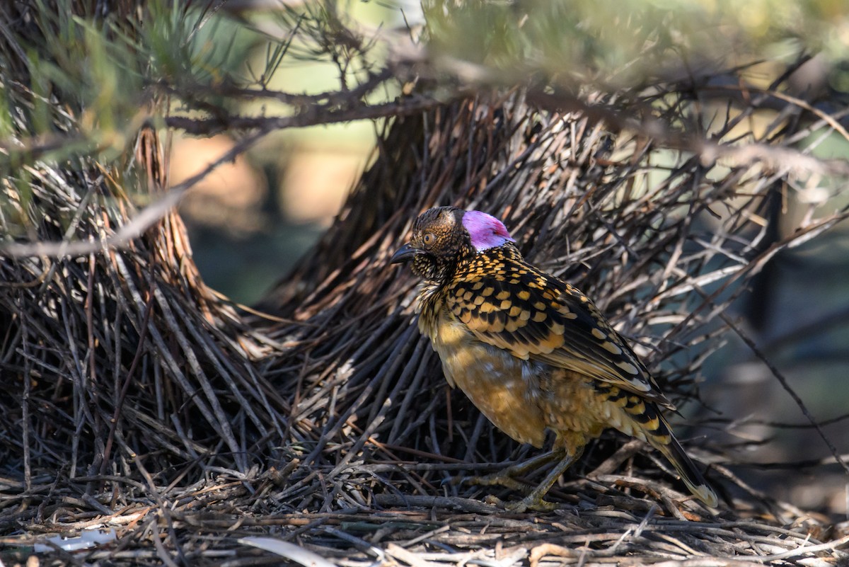 Western Bowerbird - ML620255860