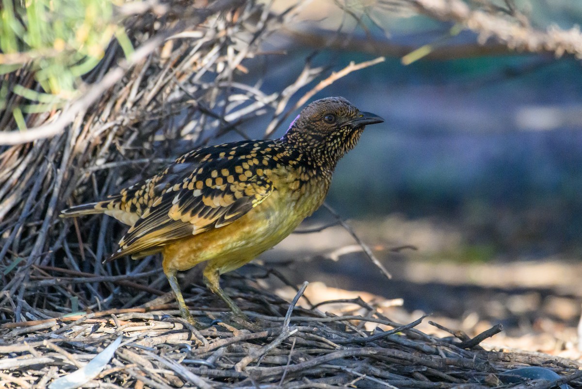 Western Bowerbird - ML620255862