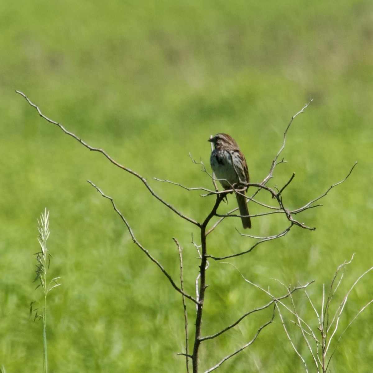 Song Sparrow - ML620255865