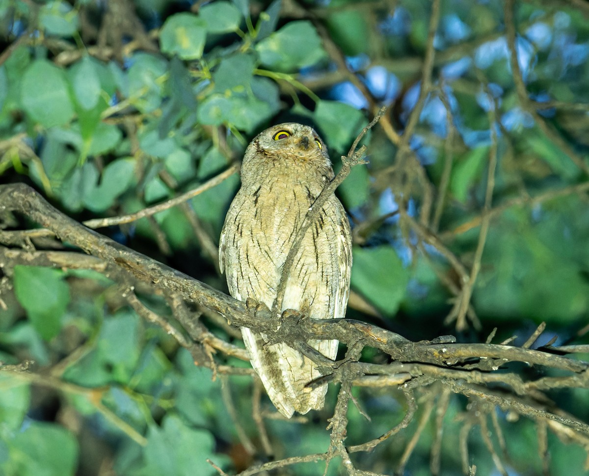 Pallid Scops-Owl - Nick Bray