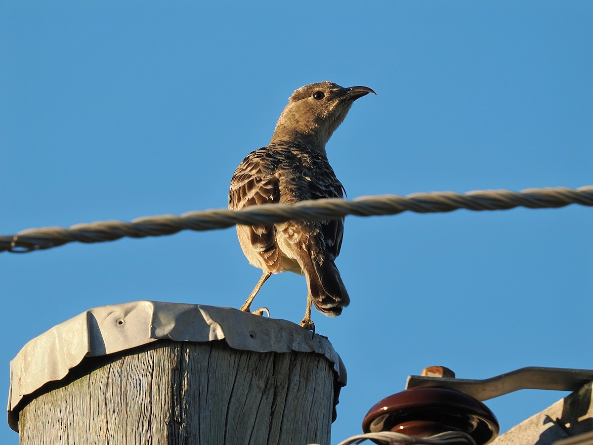 Great Bowerbird - ML620255880