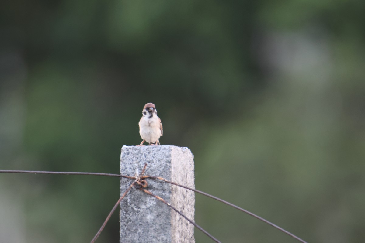 Eurasian Tree Sparrow - ML620255882