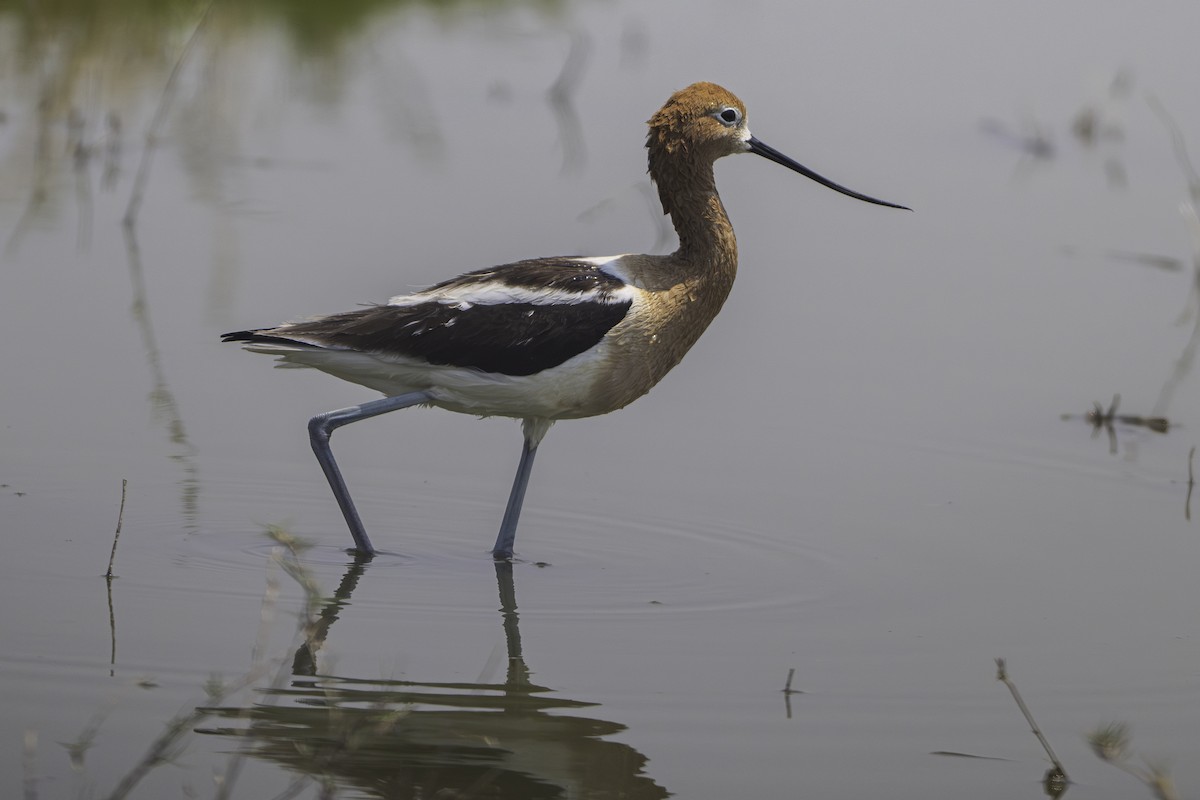 Avocette d'Amérique - ML620255891