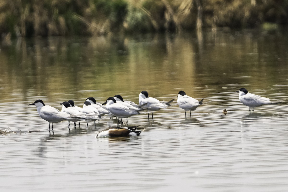 Gull-billed Tern - ML620255894