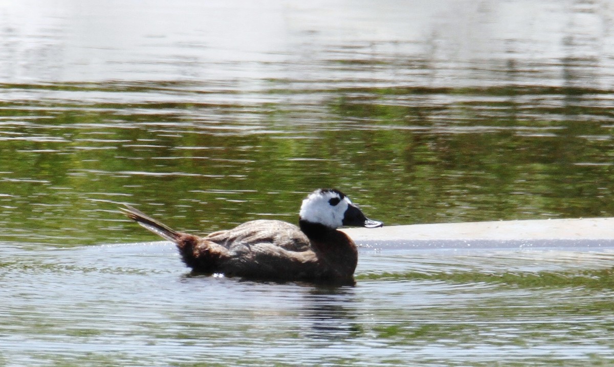 White-headed Duck - ML620255895