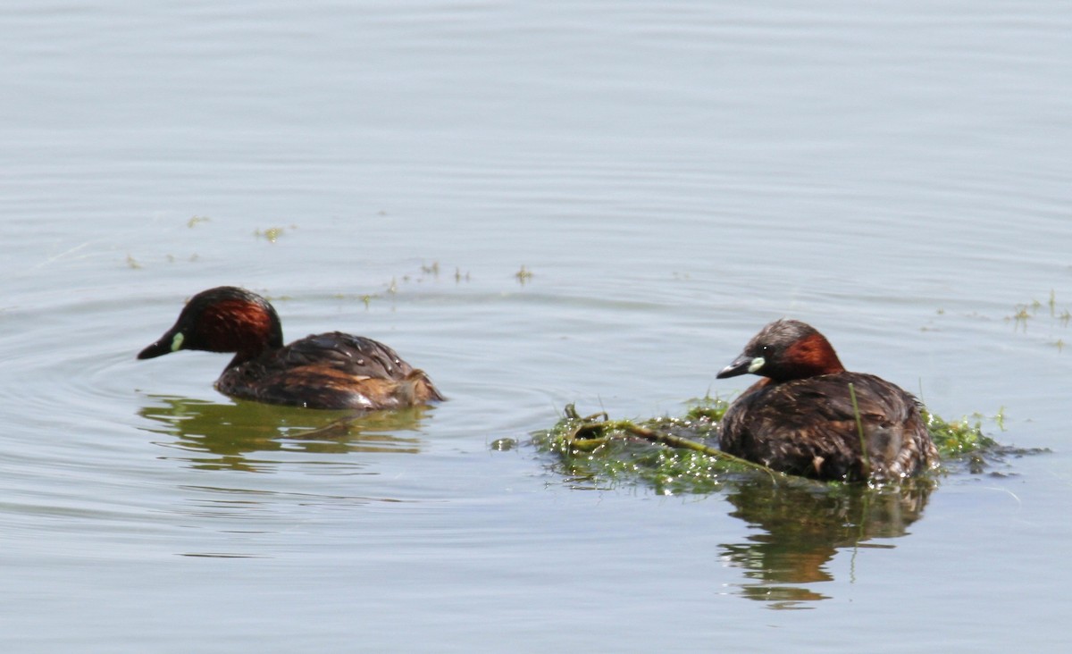 Little Grebe - ML620255901