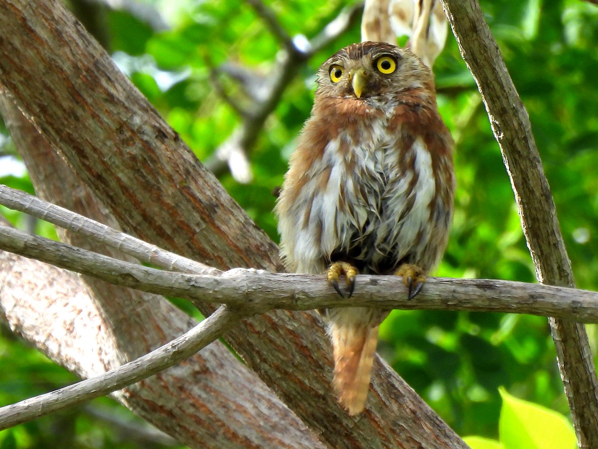 Ferruginous Pygmy-Owl - ML620255904