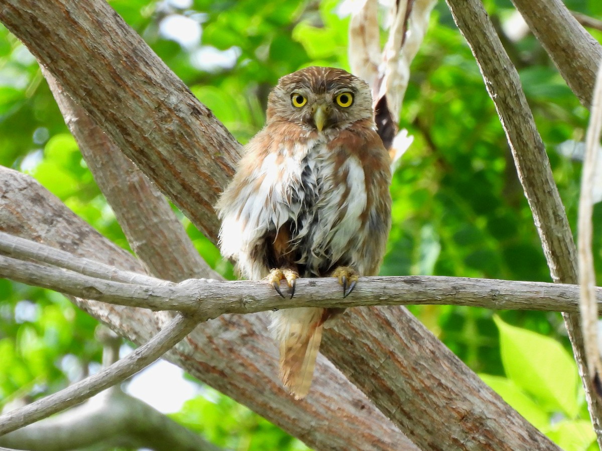 Ferruginous Pygmy-Owl - ML620255905