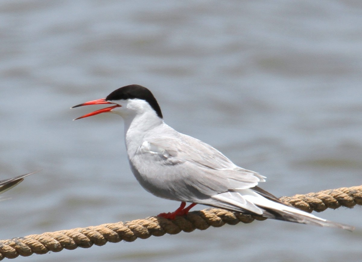 Common Tern - ML620255907