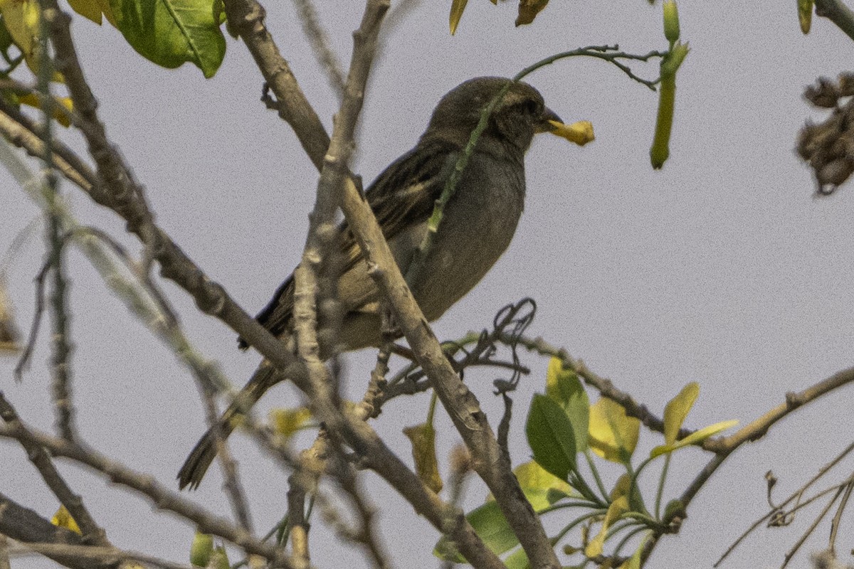 House Sparrow - ML620255909