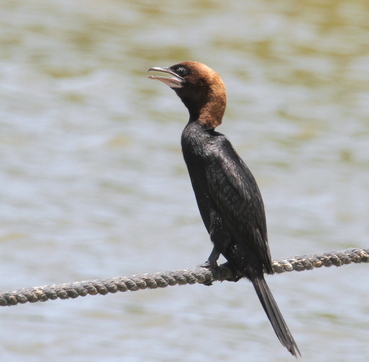 Pygmy Cormorant - ML620255911