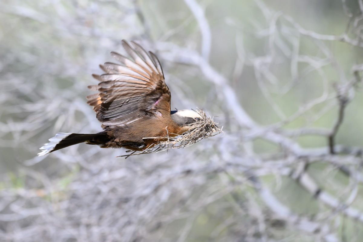Gray-crowned Babbler - ML620255925