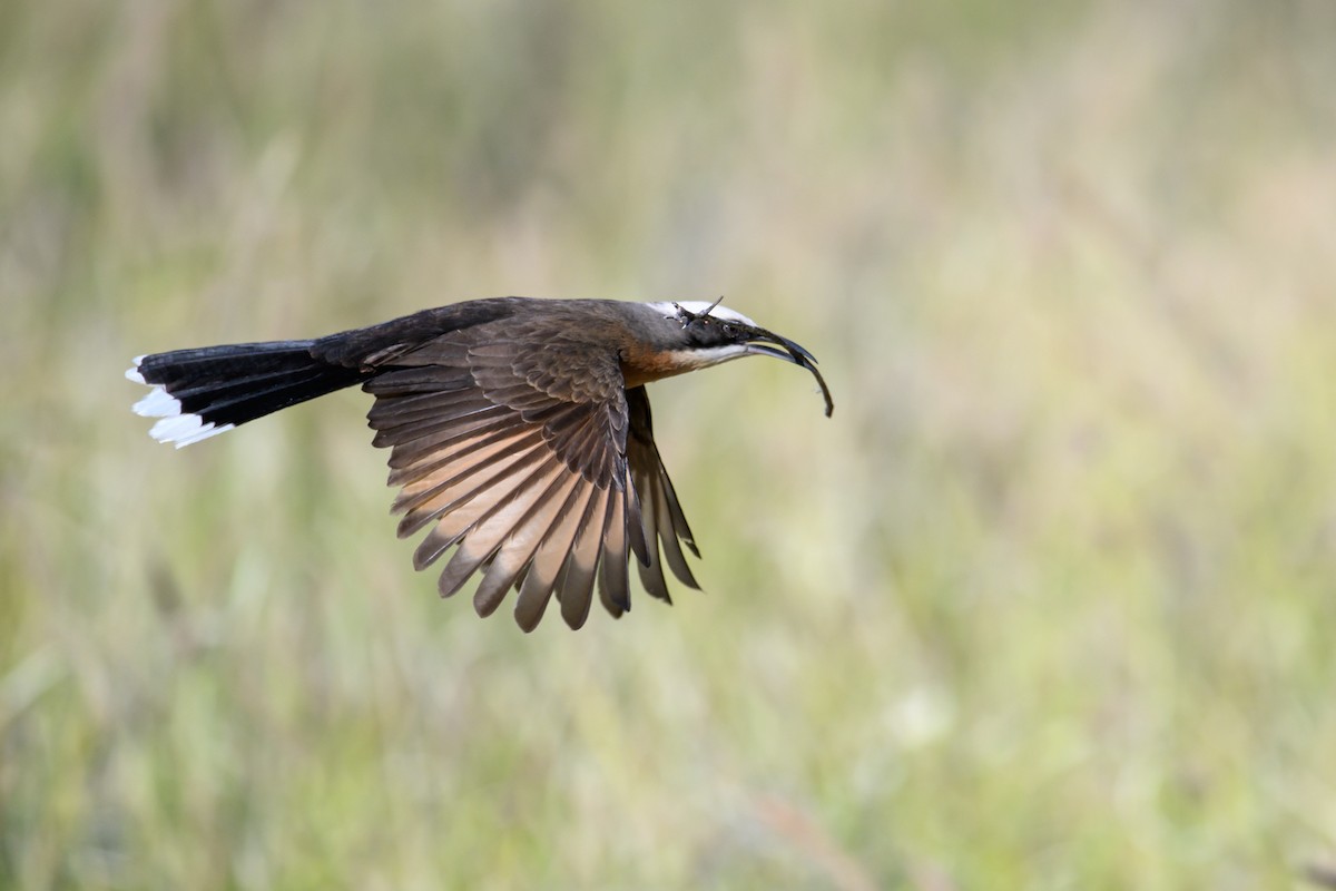 Gray-crowned Babbler - ML620255926