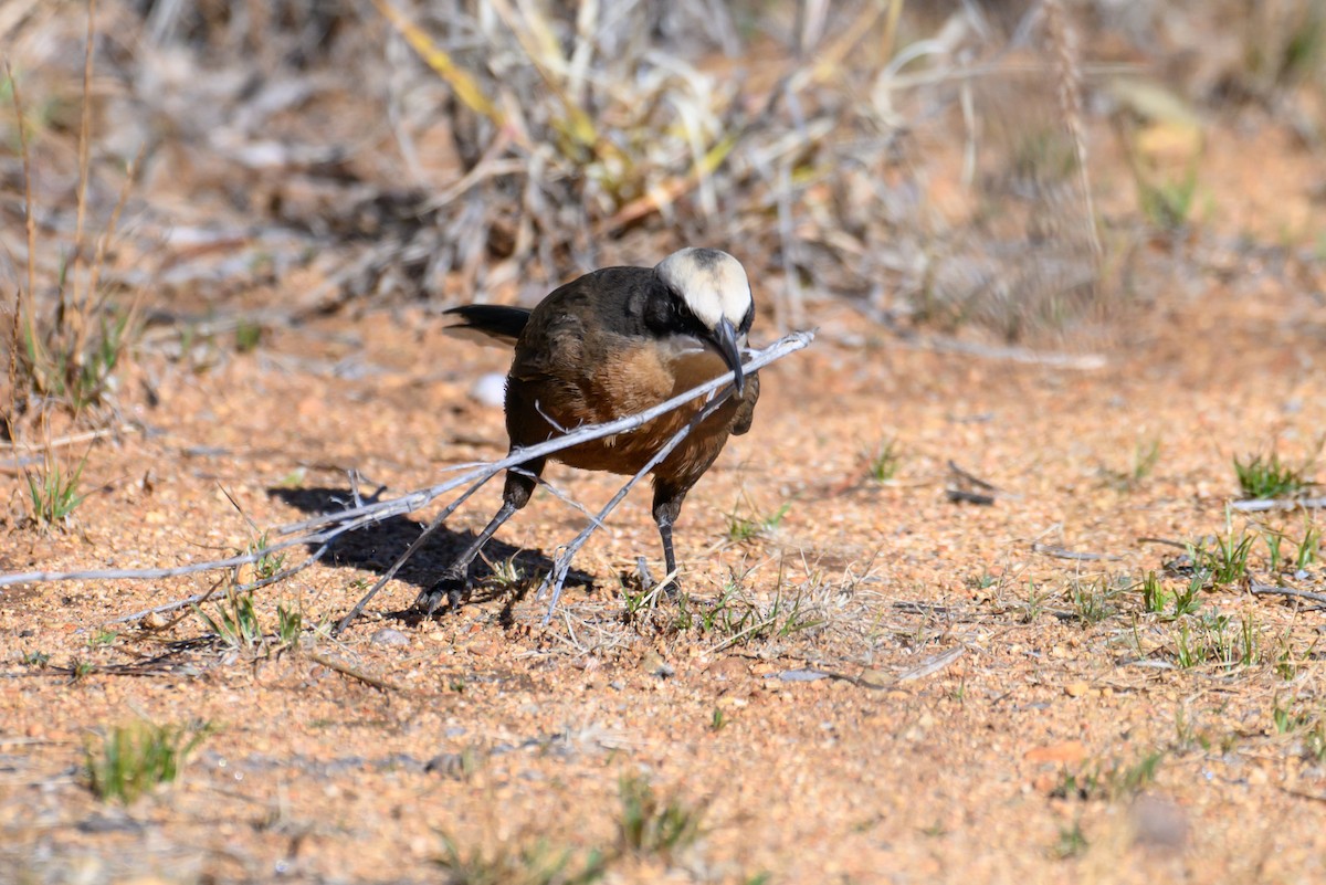 Gray-crowned Babbler - ML620255927