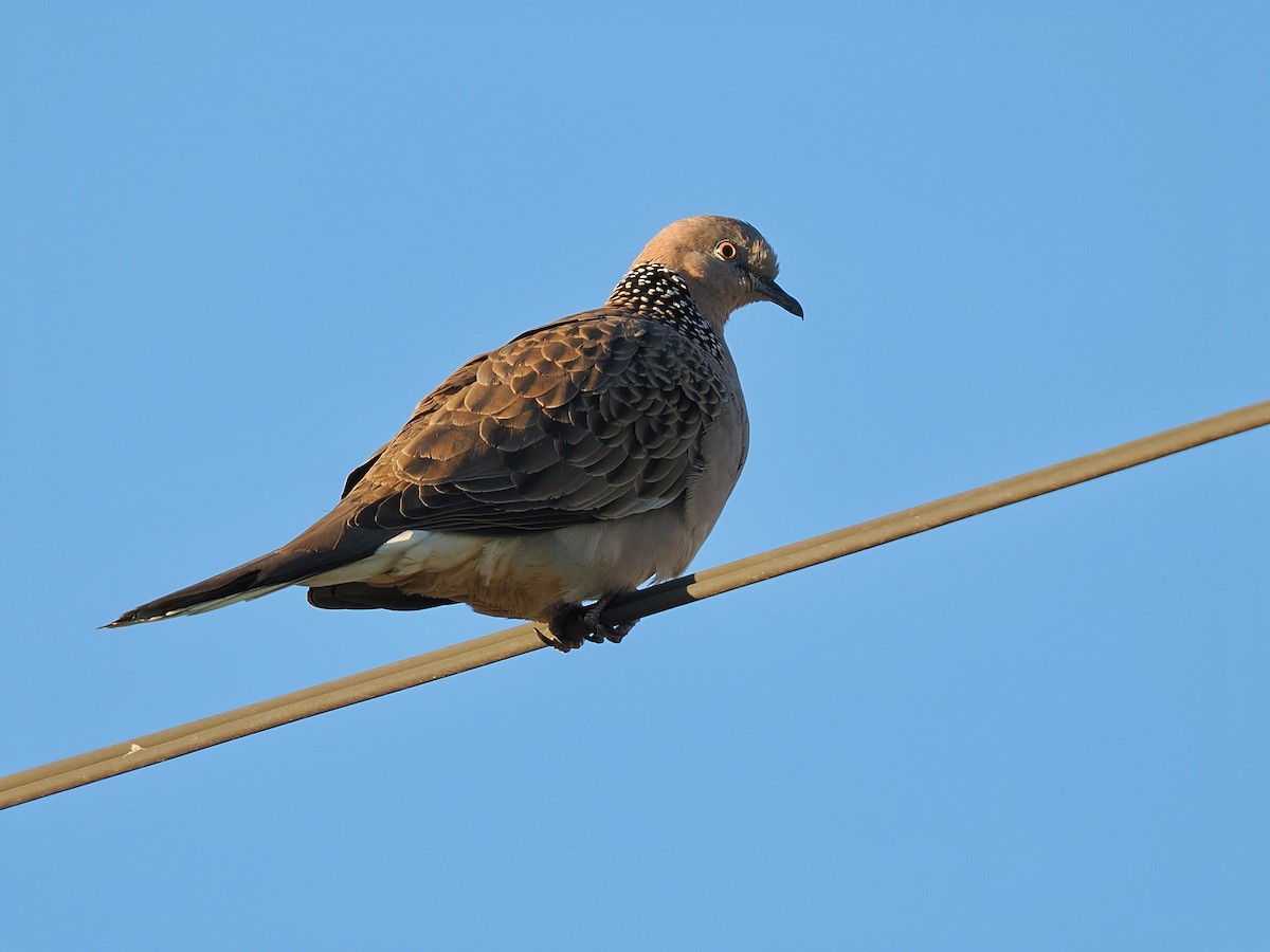 Spotted Dove - ML620255937