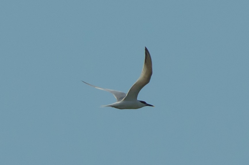 Sandwich Tern - ML620255940