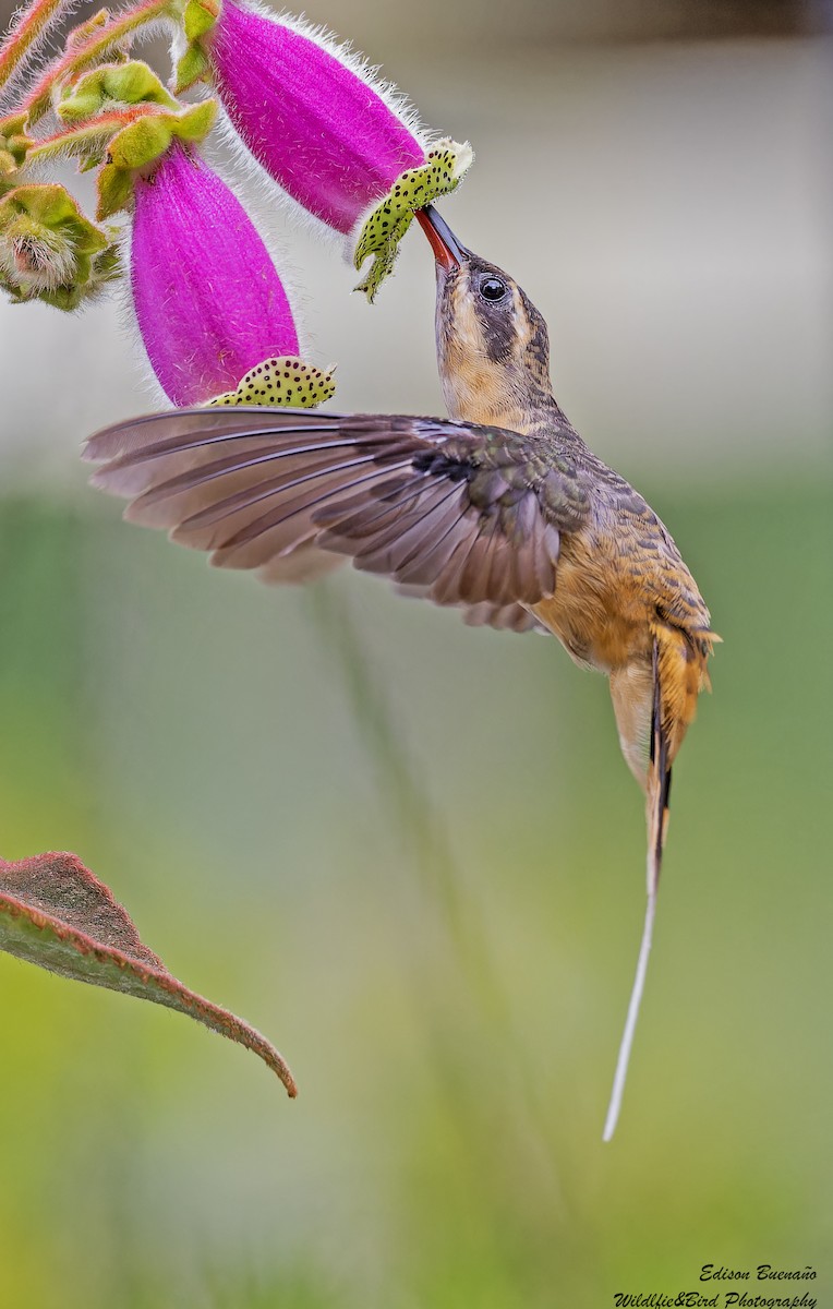 Tawny-bellied Hermit - ML620255943