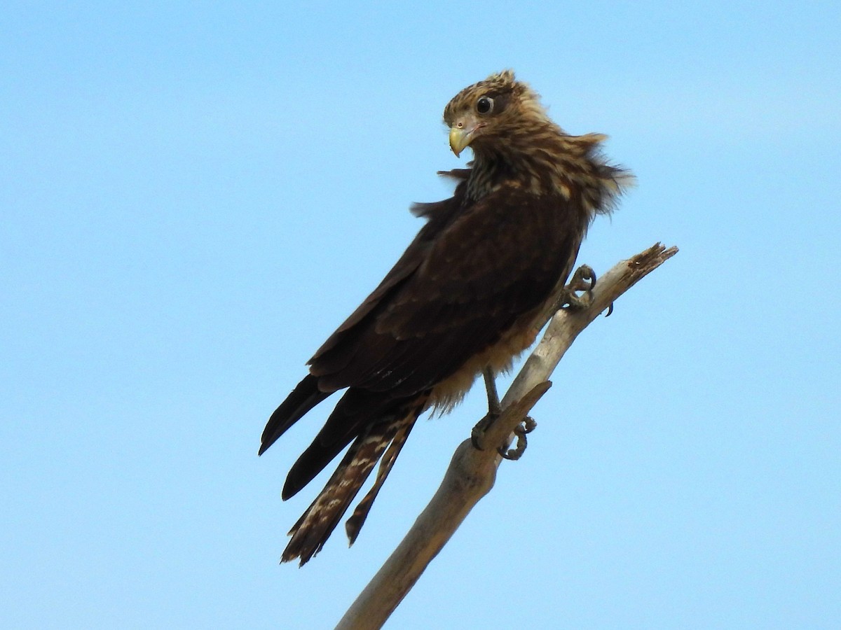 Caracara Chimachima - ML620255944