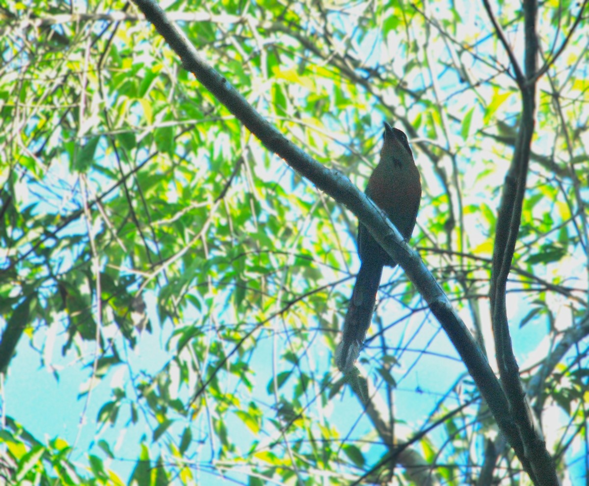 Rufous-capped Motmot - ML620255954