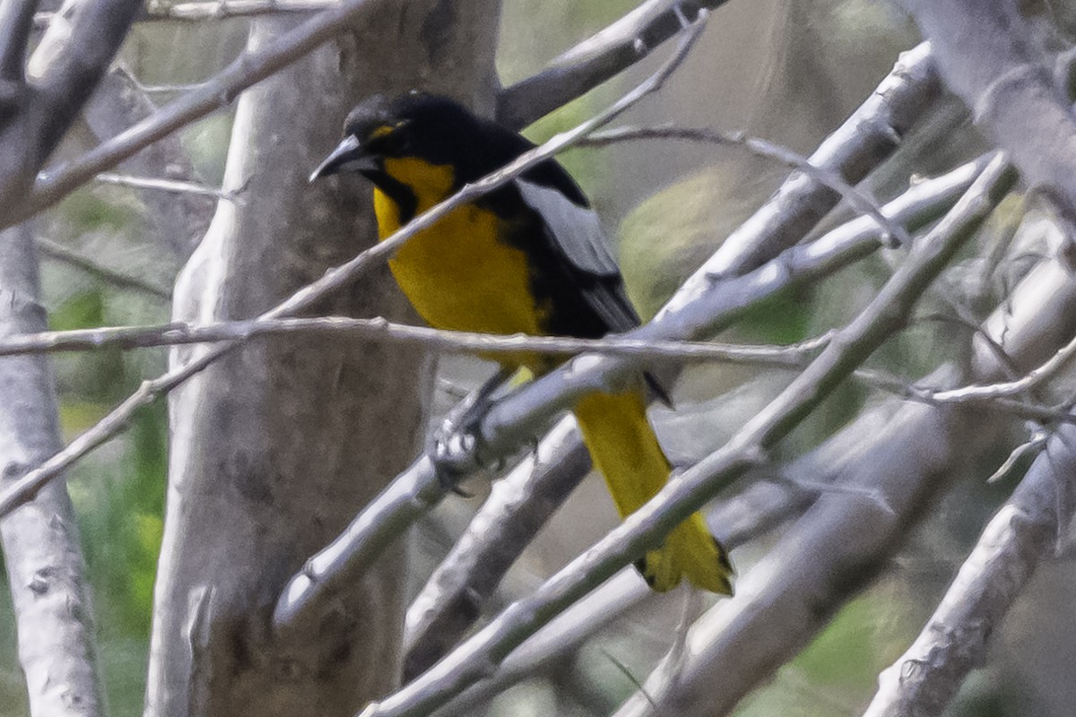 Black-backed Oriole - ML620255956