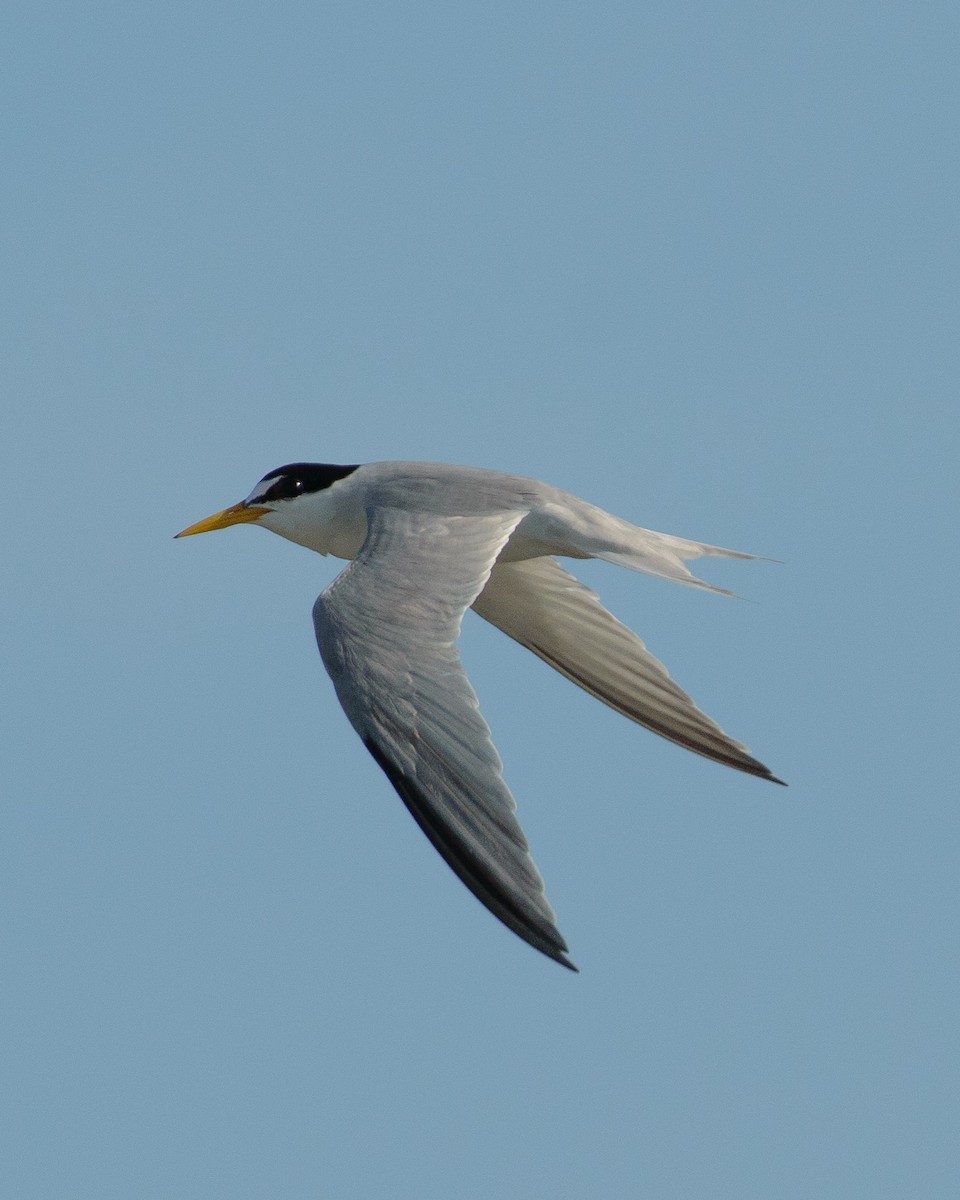 Least Tern - ML620255958