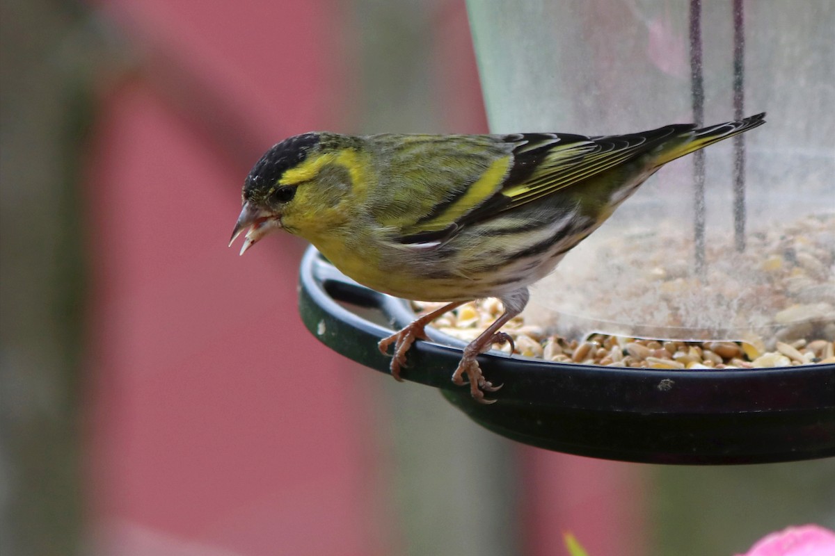 Eurasian Siskin - ML620255961