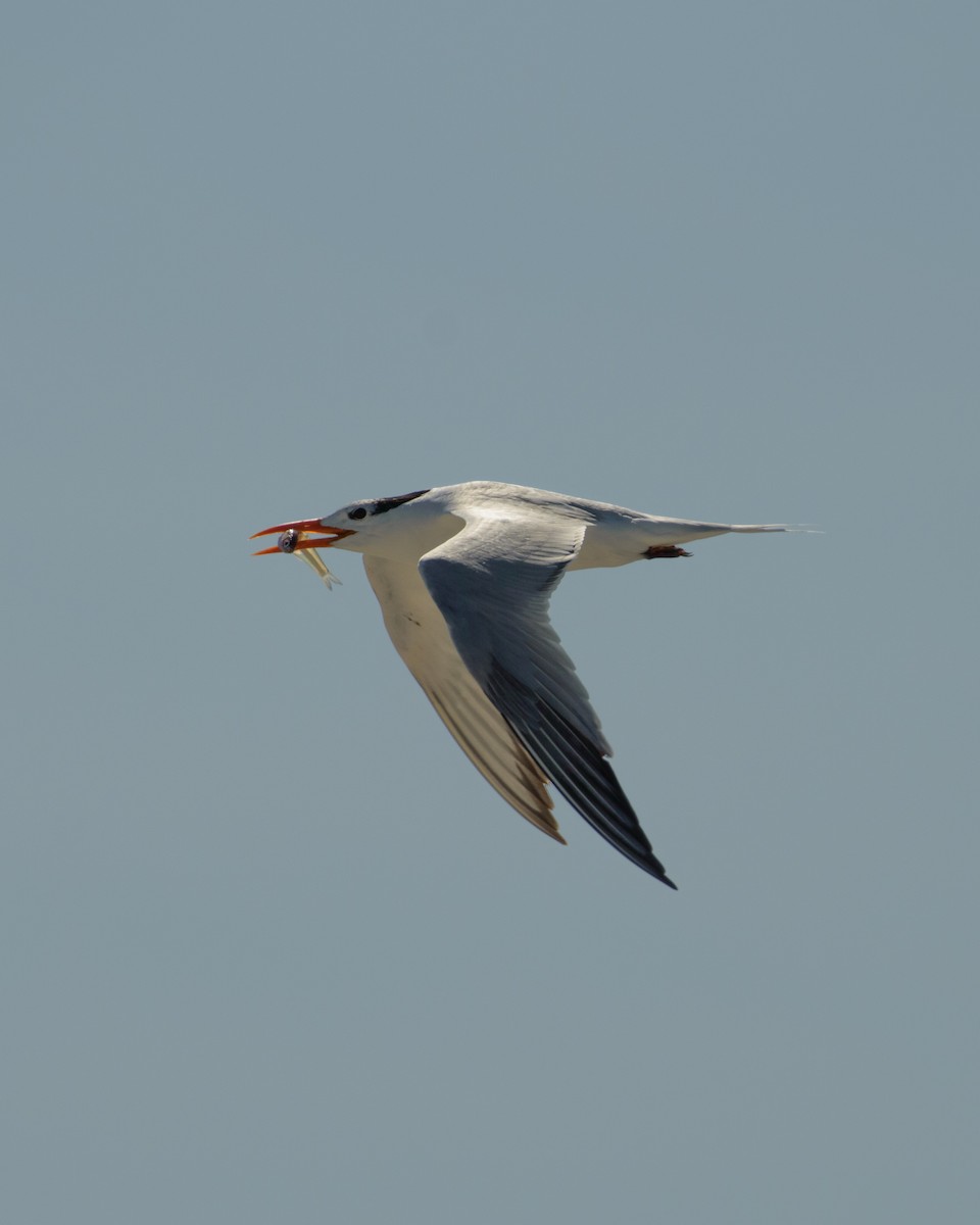 Royal Tern - ML620255966