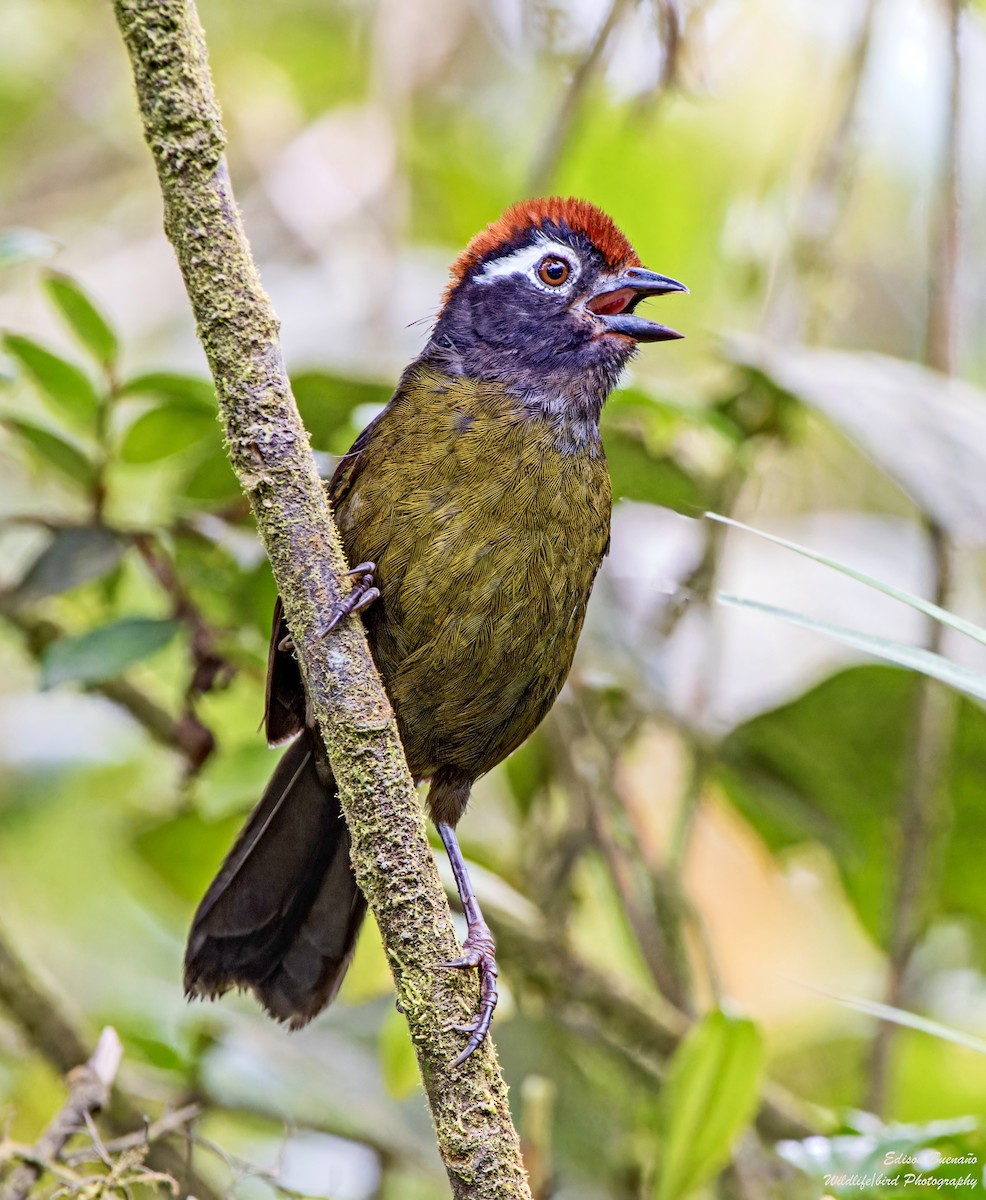 White-rimmed Brushfinch - ML620255968