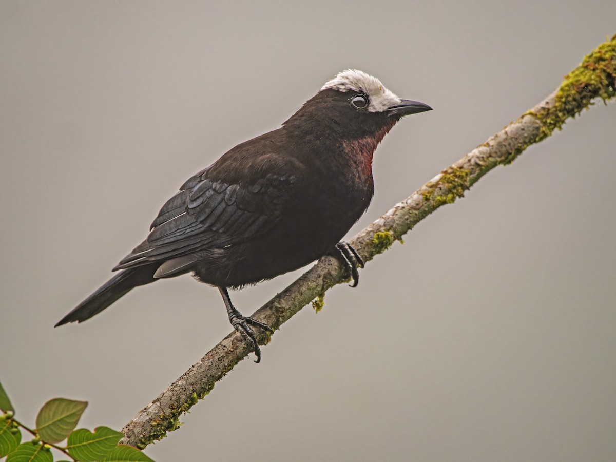 White-capped Tanager - ML620255971