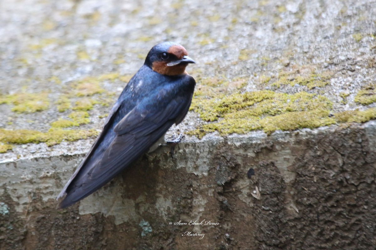 Pacific Swallow - ML620255972