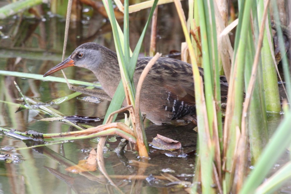 Virginia Rail - ML620255975